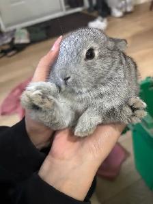 Farm Bunnies - Photo 7