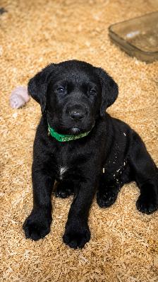 GSPxLab puppies - 1 FEMALE REMAINING! - Photo 3