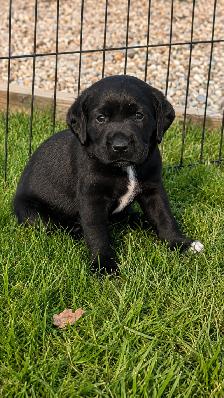 GSPxLab puppies - 1 FEMALE REMAINING! - Photo 4