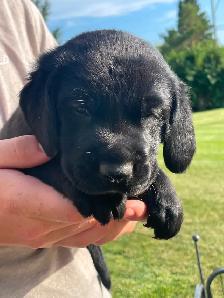 GSPxLab puppies - 1 FEMALE REMAINING! - Photo 10