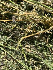 Hay for Sale - Photo 4