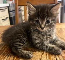 Two Kittens Ready To Go