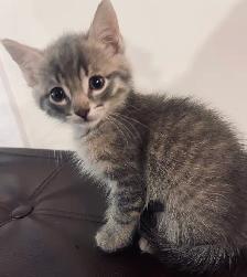 Two Kittens Ready To Go - Photo 2