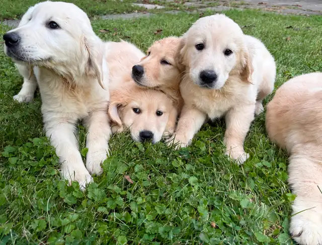 Purebred Golden Retriever puppies looking for their forever homE