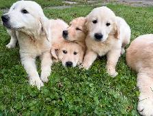 Purebred Golden Retriever puppies looking for their forever homE