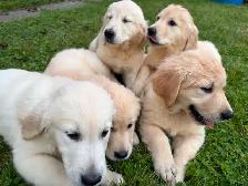 Purebred Golden Retriever puppies looking for their forever homE - Photo 2
