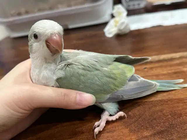 Handfed turquoise pallid Quaker baby