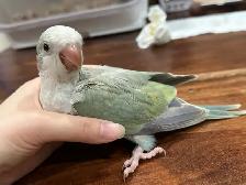 Handfed turquoise pallid Quaker baby