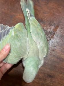 Handfed turquoise pallid Quaker baby - Photo 2