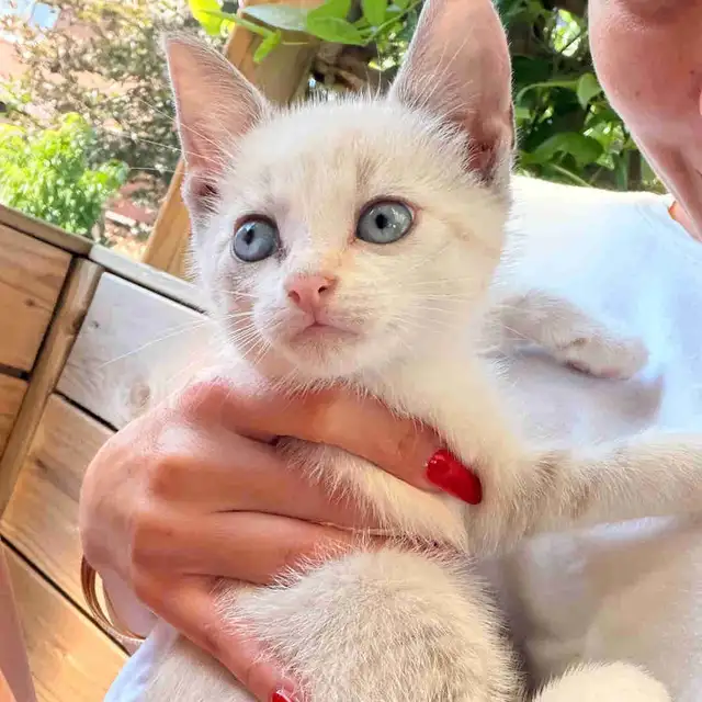 ❤️❤️Siamese kittens   ❤️❤️(647) 362-8118