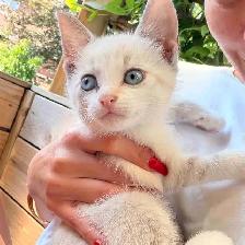 ❤️❤️Siamese kittens   ❤️❤️(647) 362-8118