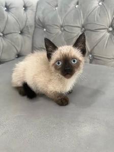 ❤️❤️Siamese kittens   ❤️❤️(647) 362-8118 - Photo 2