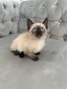 ❤️❤️Siamese kittens   ❤️❤️(647) 362-8118 - Photo 4