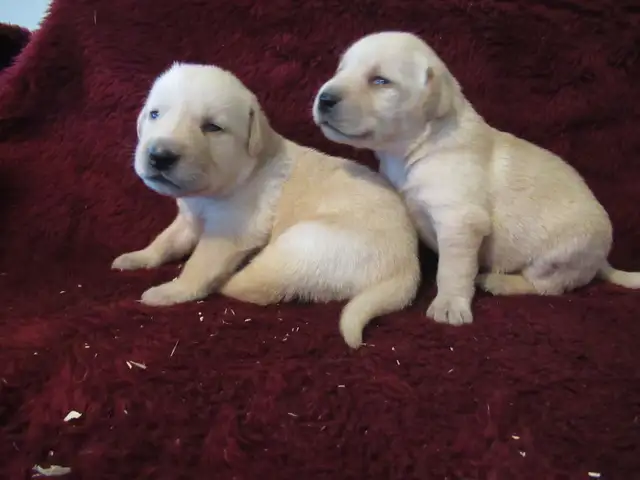 Purebred Labrador Retriever Puppies