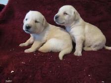 Purebred Labrador Retriever Puppies