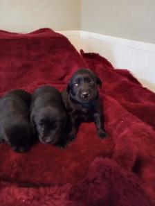 Purebred Labrador Retriever Puppies - Photo 2