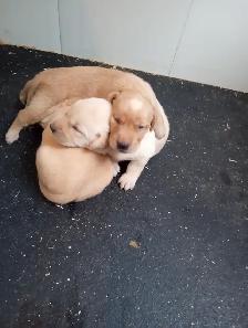 Purebred Labrador Retriever Puppies - Photo 3