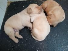 Purebred Labrador Retriever Puppies - Photo 4