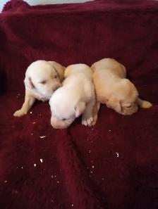 Purebred Labrador Retriever Puppies - Photo 5