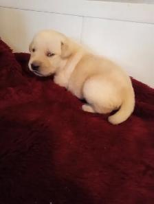 Purebred Labrador Retriever Puppies - Photo 6