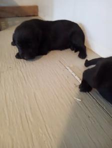 Purebred Labrador Retriever Puppies - Photo 7