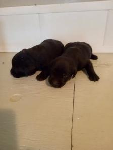 Purebred Labrador Retriever Puppies - Photo 8