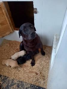 Purebred Labrador Retriever Puppies - Photo 9