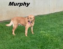 Purebred Labrador Retriever Puppies - Photo 10