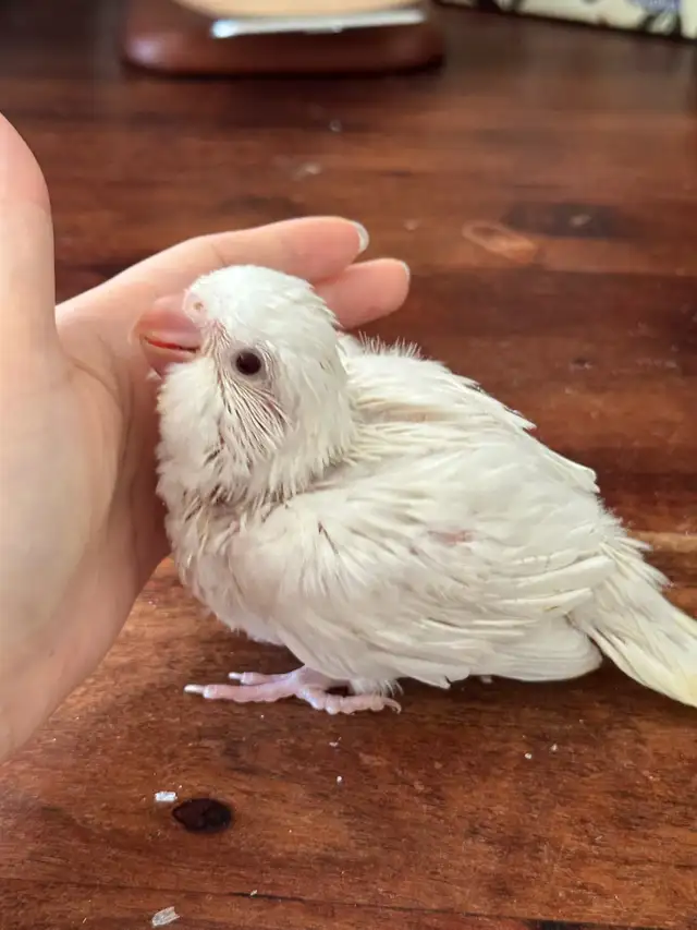 Tamed Albino Quaker baby