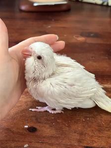 Tamed Albino Quaker baby