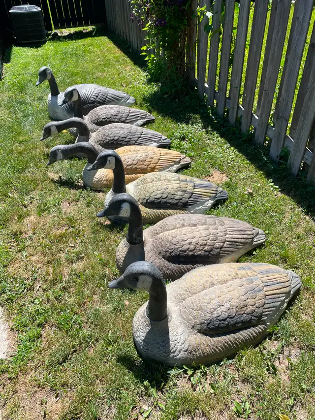 Canada Goose shell decoys, ( 7)