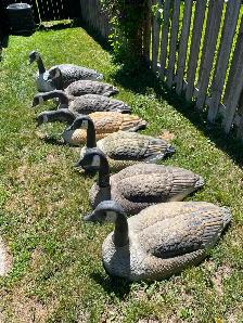 Canada Goose shell decoys, ( 7)