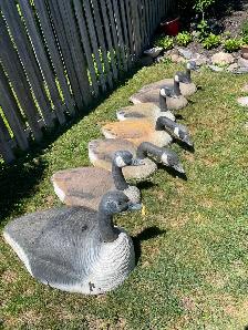Canada Goose shell decoys, ( 7) - Photo 2