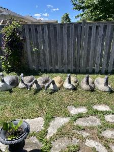 Canada Goose shell decoys, ( 7) - Photo 3