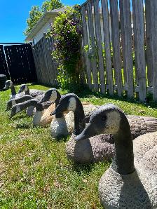 Canada Goose shell decoys, ( 7) - Photo 4