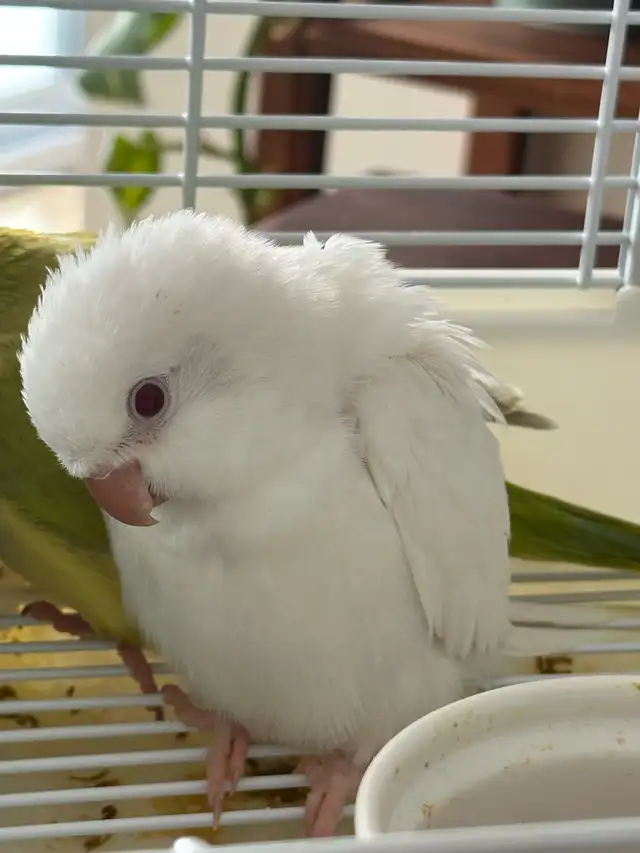 Quaker baby Albino