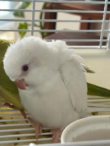 Quaker baby Albino