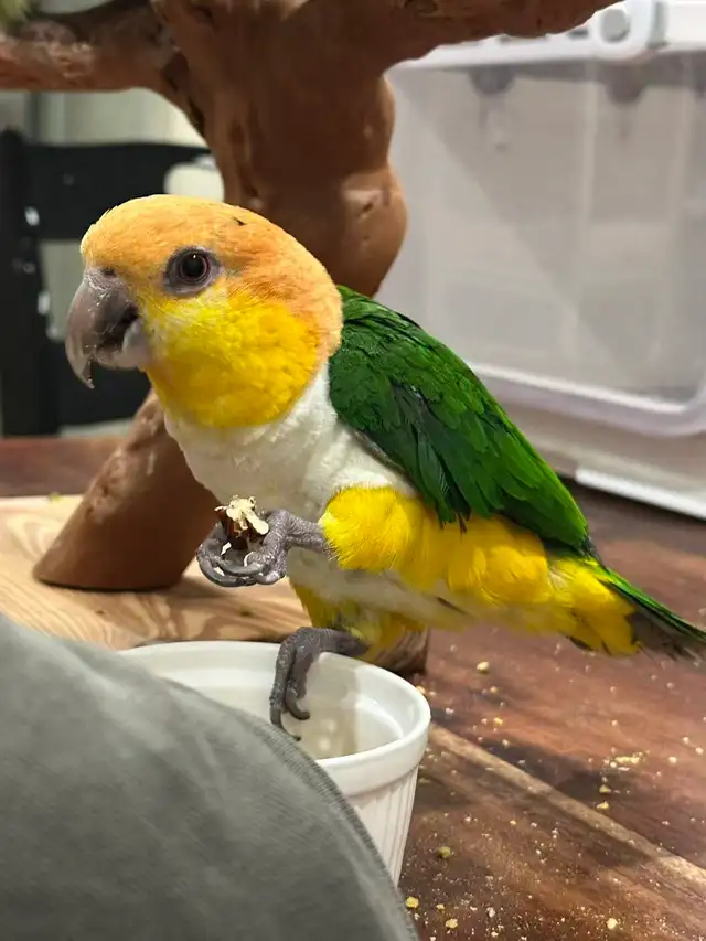Female Caique parrot