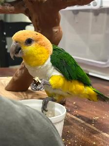 Female Caique parrot