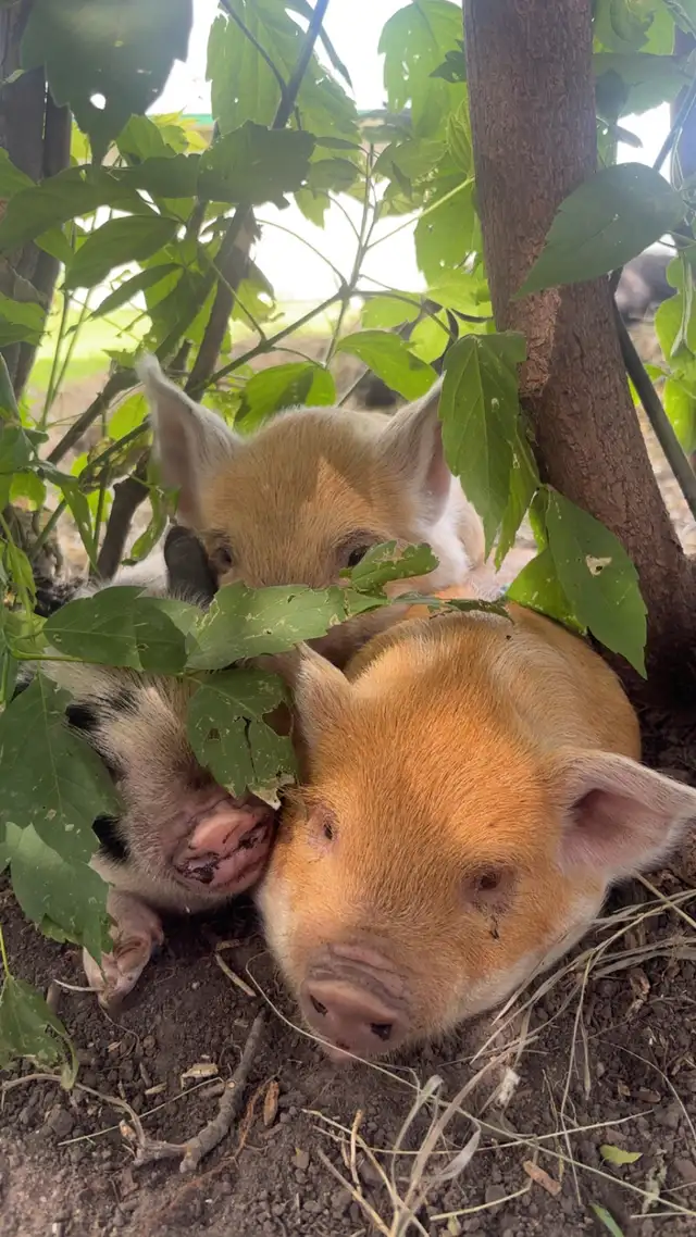 kunekune / Berkshire piglets