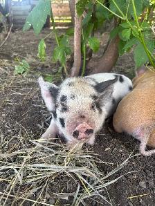 kunekune / Berkshire piglets - Photo 2