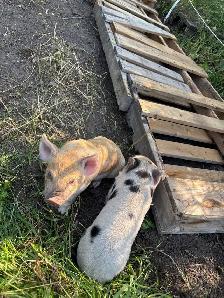 kunekune / Berkshire piglets - Photo 3