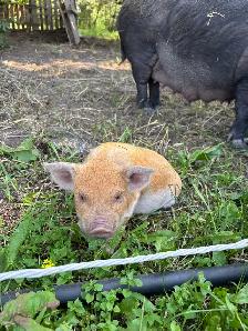 kunekune / Berkshire piglets - Photo 4