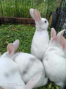 baby bunnies