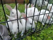 baby bunnies - Photo 2