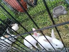 baby bunnies - Photo 3