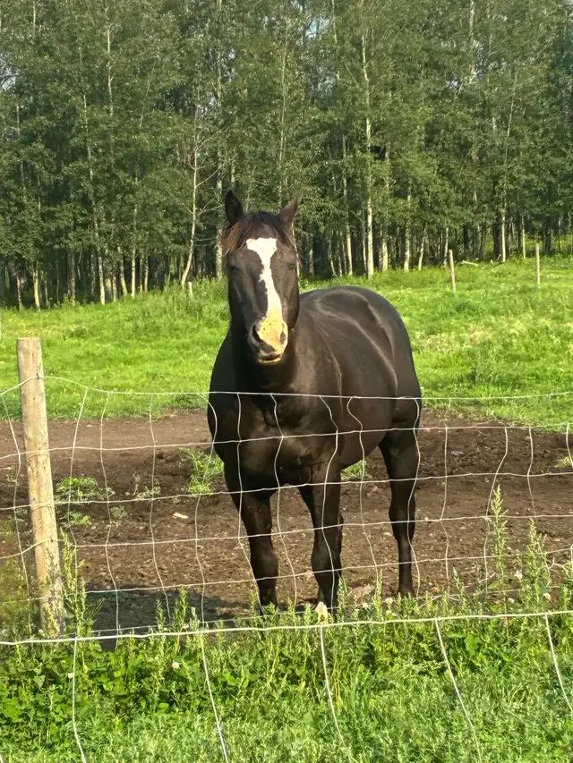Registered Stud