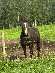 Registered Stud