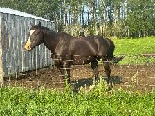 Registered Stud - Photo 2