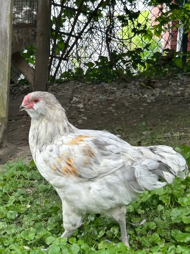 Jeune coq améraucana à donner